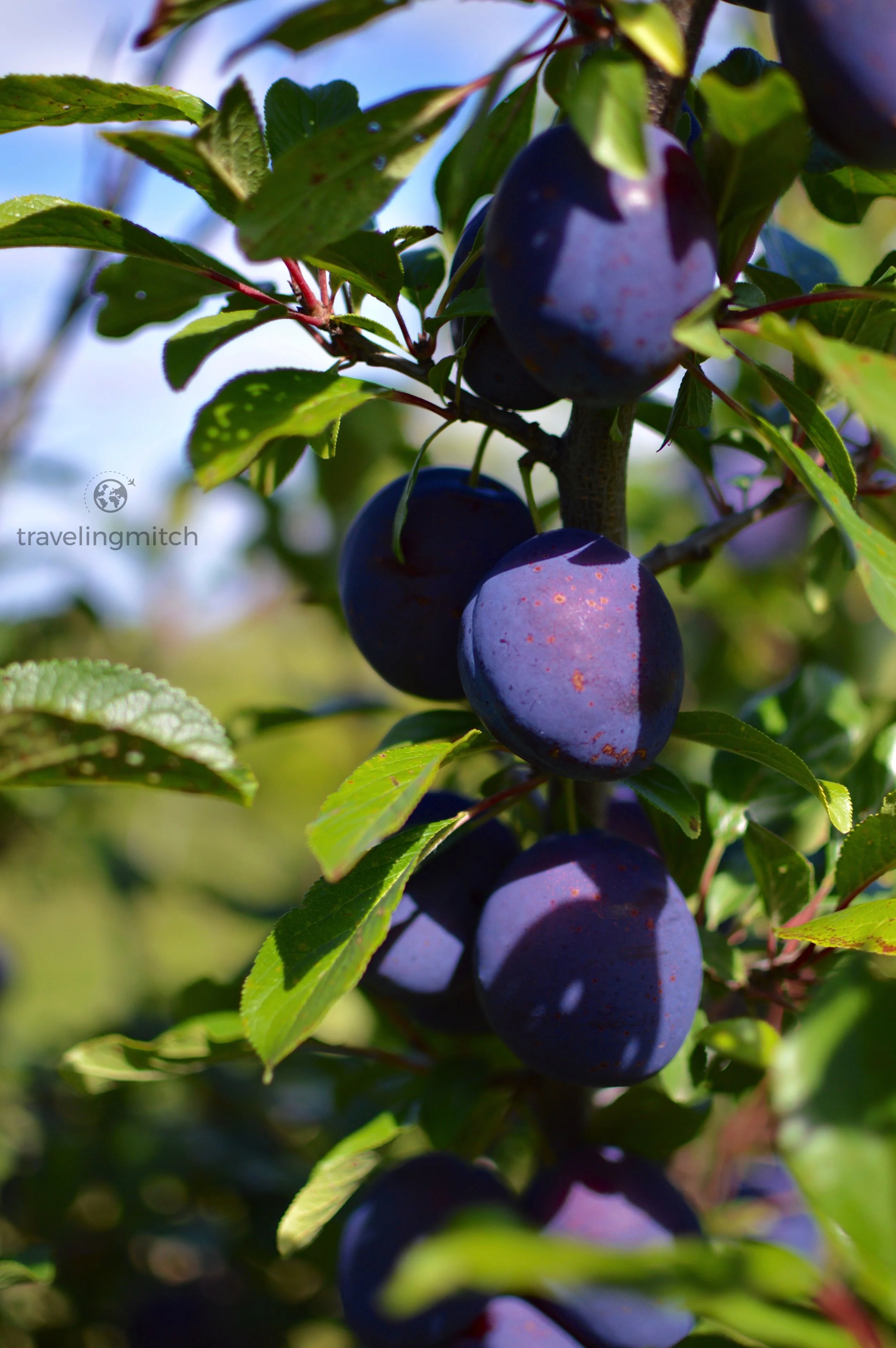 Vibrant plums on the Ocala Orchard Farm Winery property
