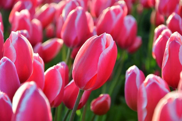 Ottawa’s Canadian Tulip Festival is one of a kind!