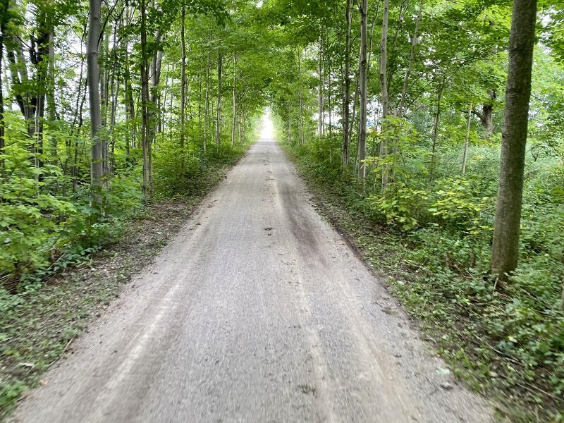 ontario-cycling-forest.jpg