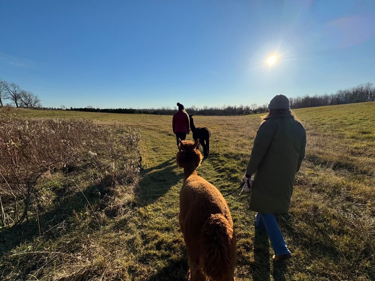An afternoon walk through the hay fields with owner Katie, Allison, Miguel, Puck and Joker