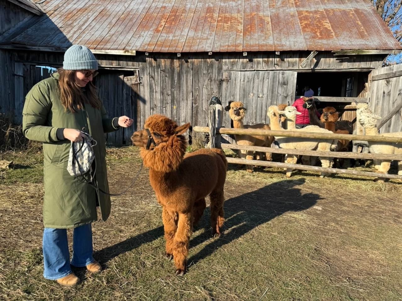 Allison and Puck getting to know each other at Wanderlight Alpacas