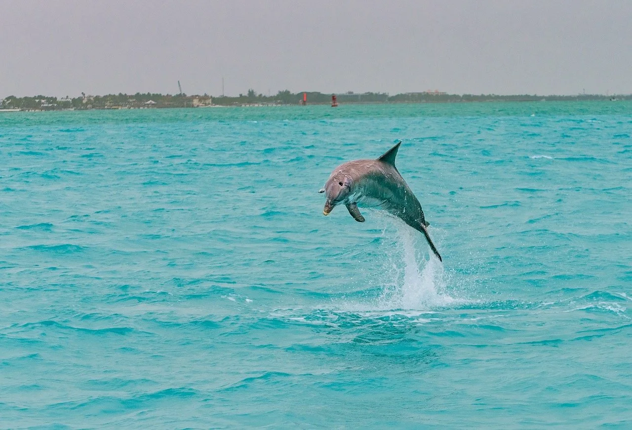 The Top Florida Keys Activities: Experiences Not to Be Missed On Your Next Trip to the Keys!