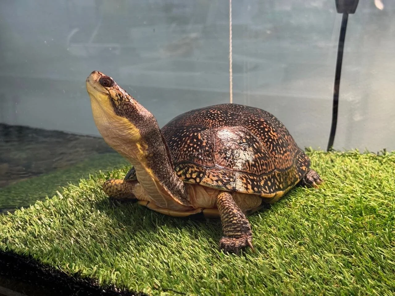 Many turtles are smiling at the Rehabilitation Centre