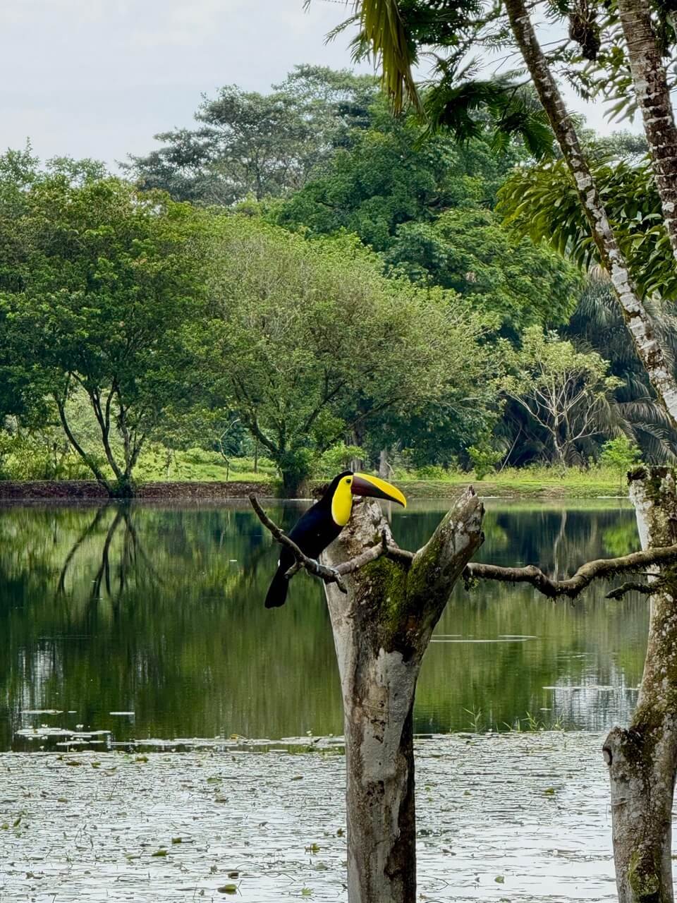 Yellow-throated Toucan