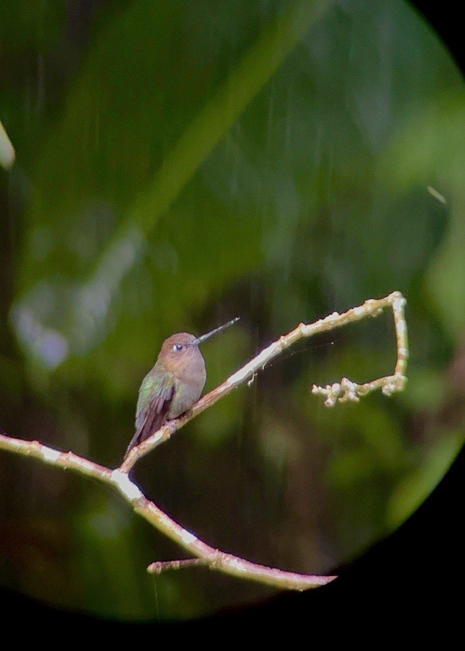 Hummingbird sighting