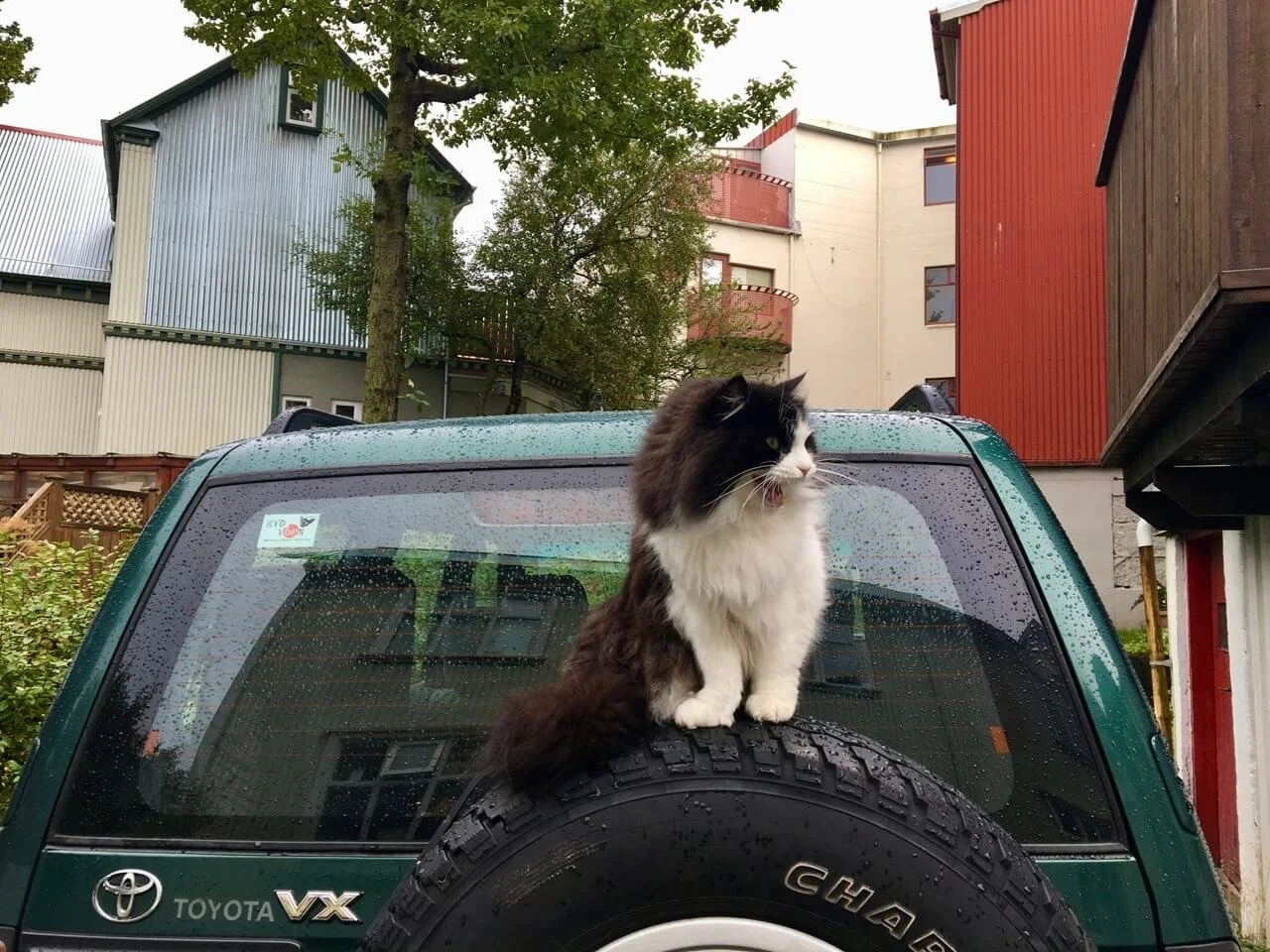 Cats of Reykjavik