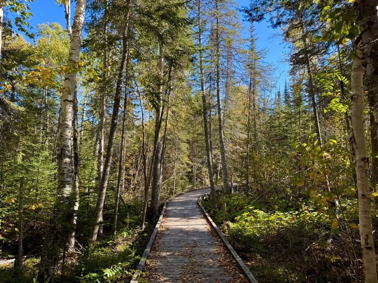 Boardwalk trail at Pigeon River
