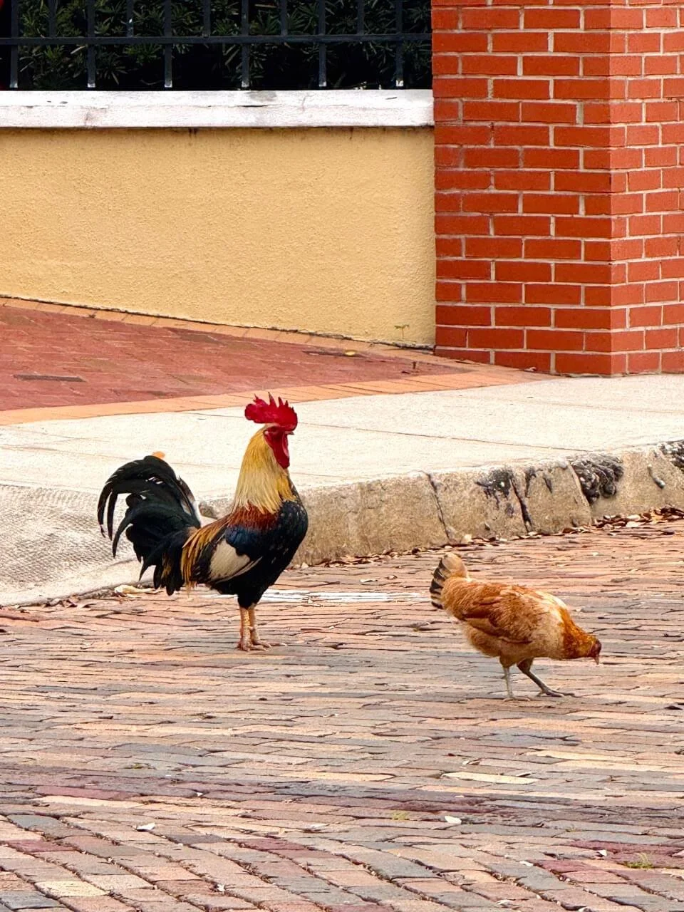 cool_things_to_do_in_tampa_ybor_rooster.jpeg