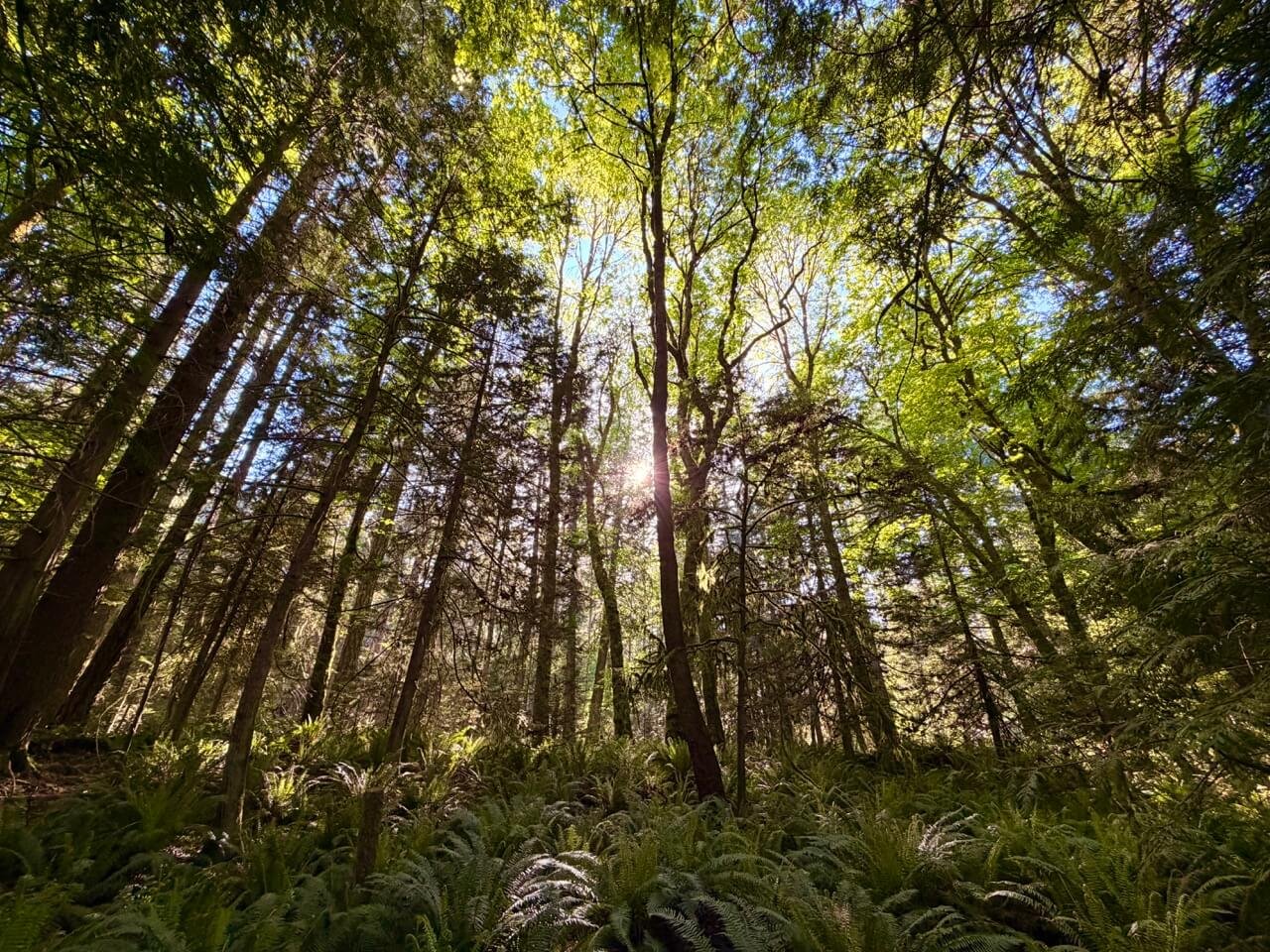 Elder Cedar Nature Reserve
