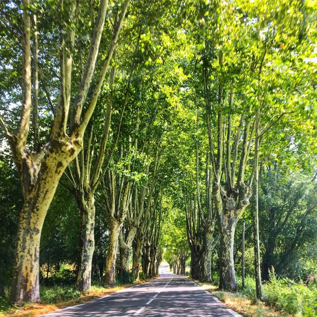 Tree-covered roads between cities
