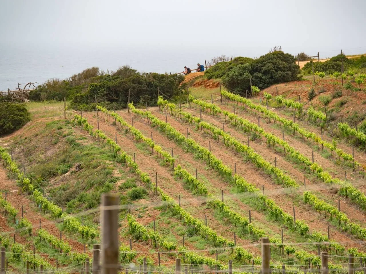 Exploring Algarve Vineyards: Visit These Sun-Soaked Wineries in Southern Portugal