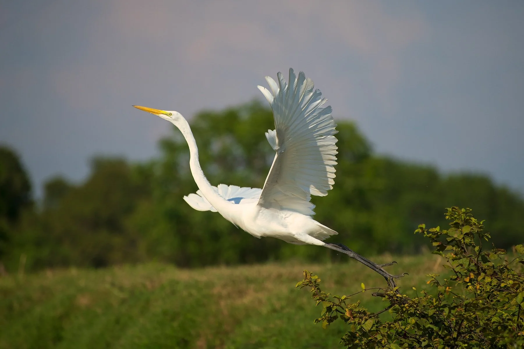 wildlife mompox