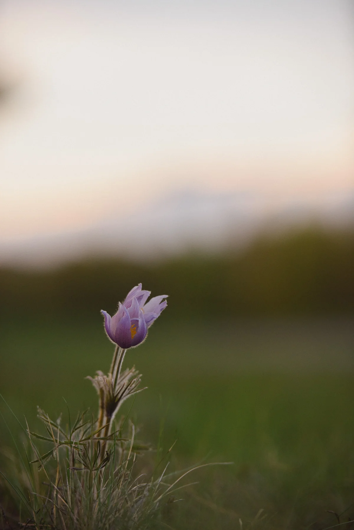 Crocus (1 of 1).jpg