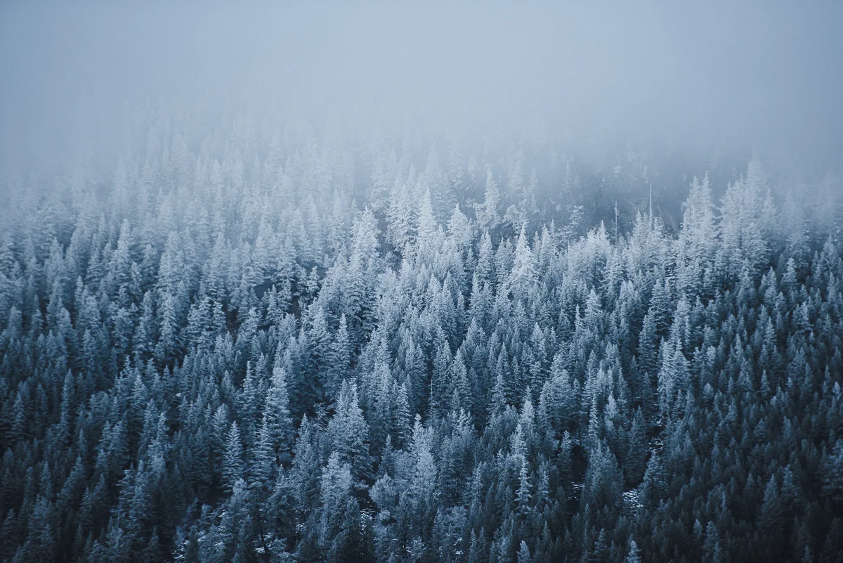 Winter trees (1 of 1).jpg