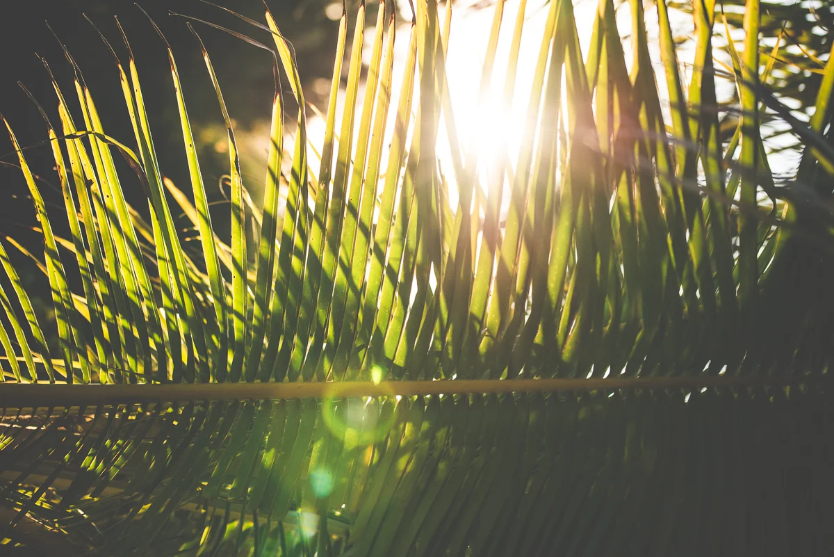 Baja palms (1 of 1).jpg
