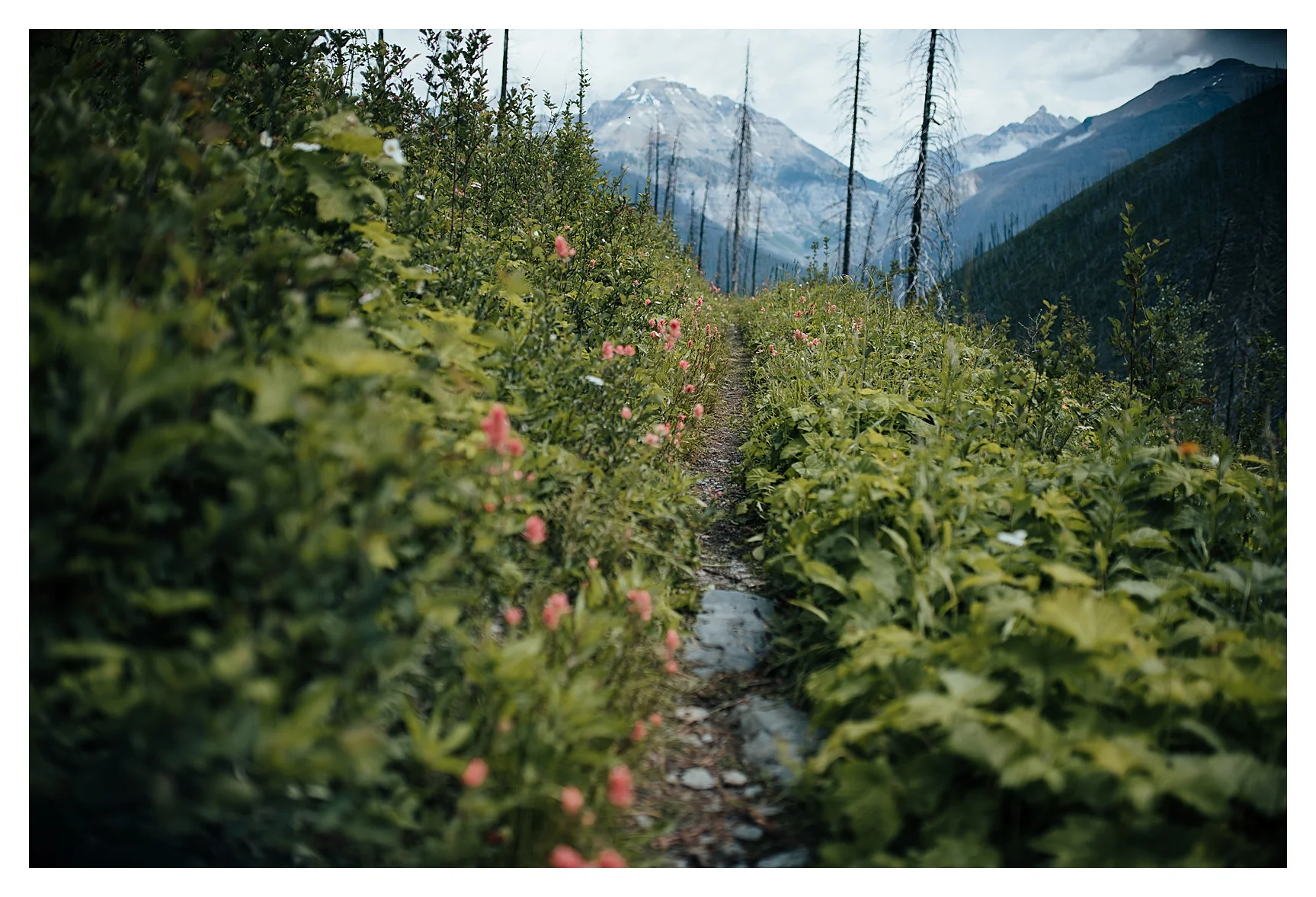 The last day’s hike through the old Burn. So beautiful.