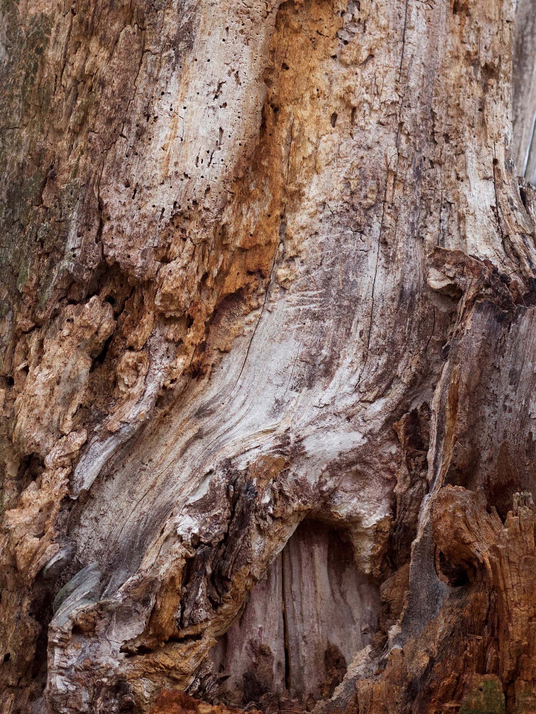Rooted Small File.jpg
