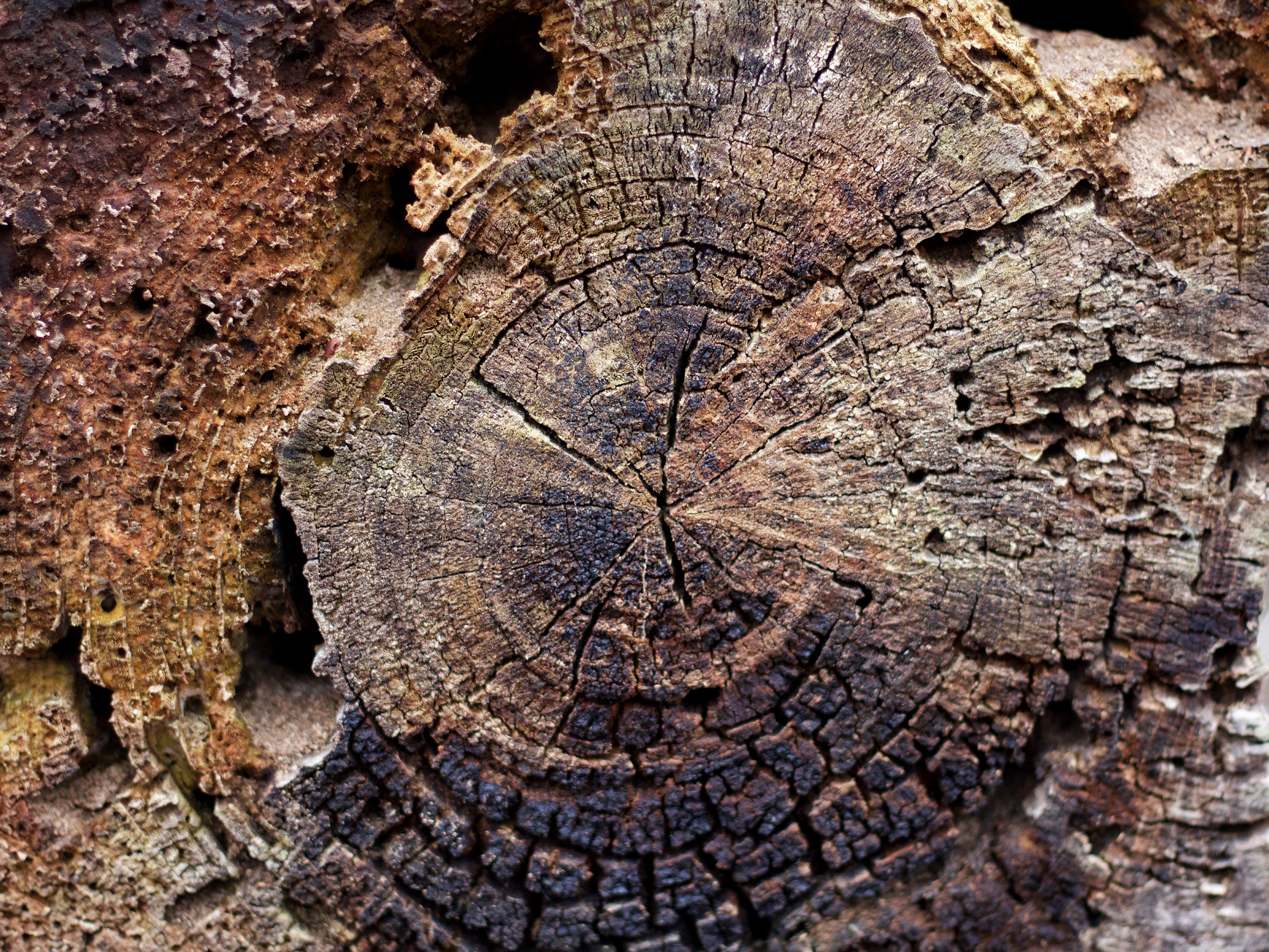 Radial