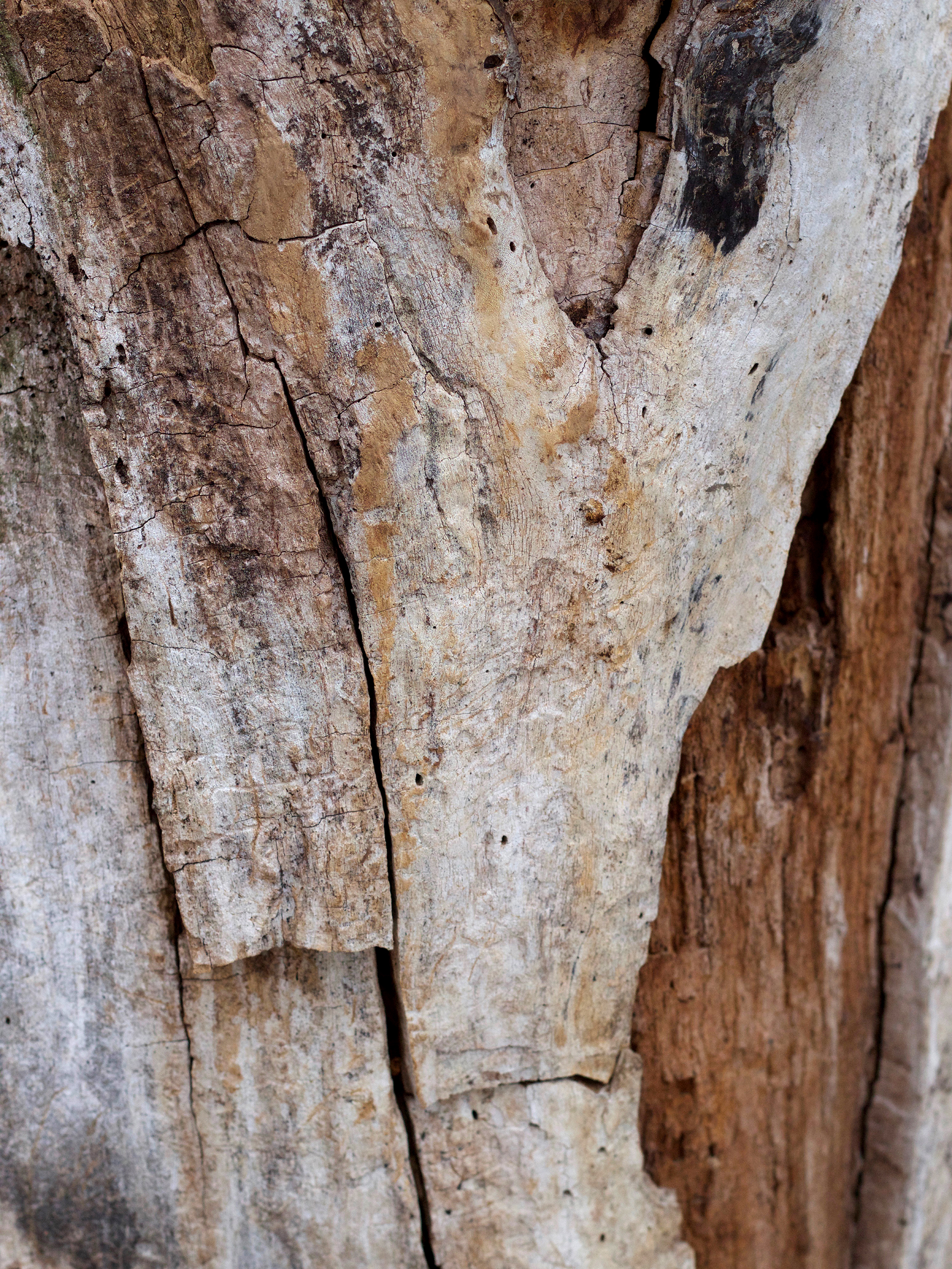 Fissure
