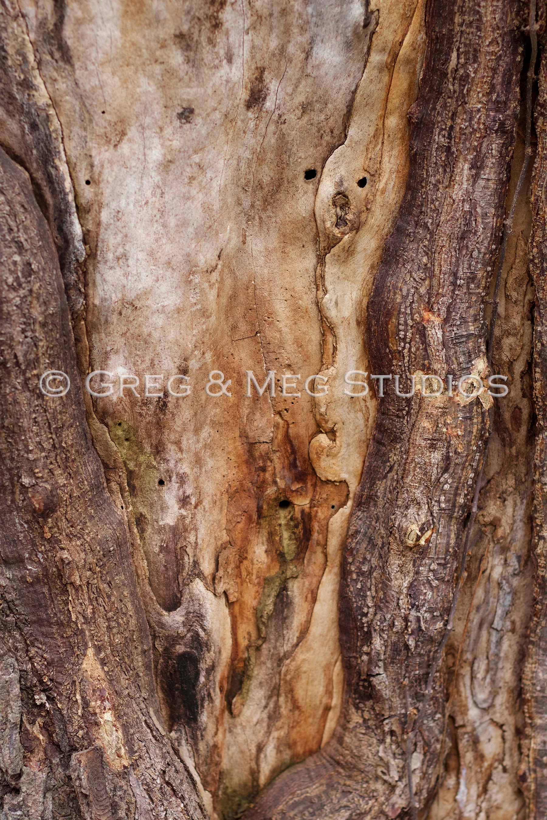 Veins Small File WM.jpg