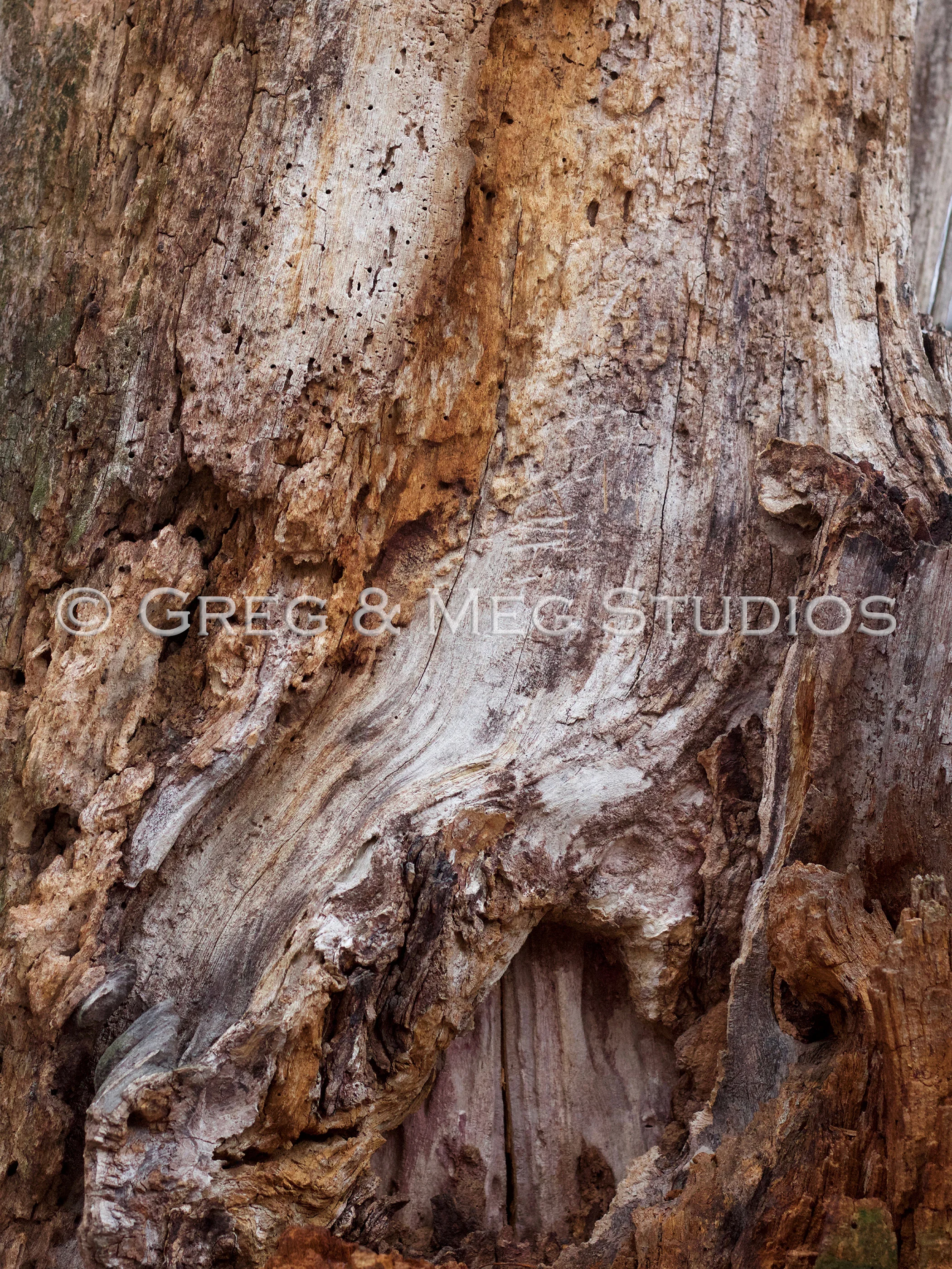 Rooted Small File WM.jpg