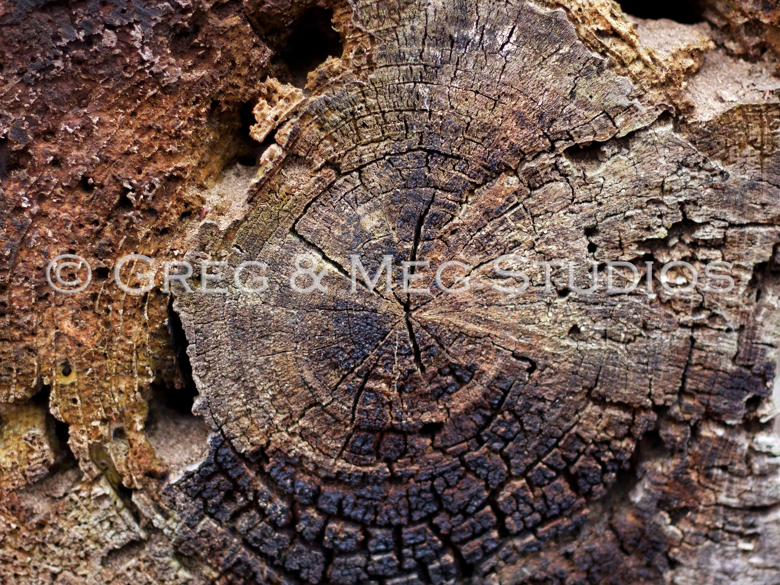 Radial Small File WM.jpg