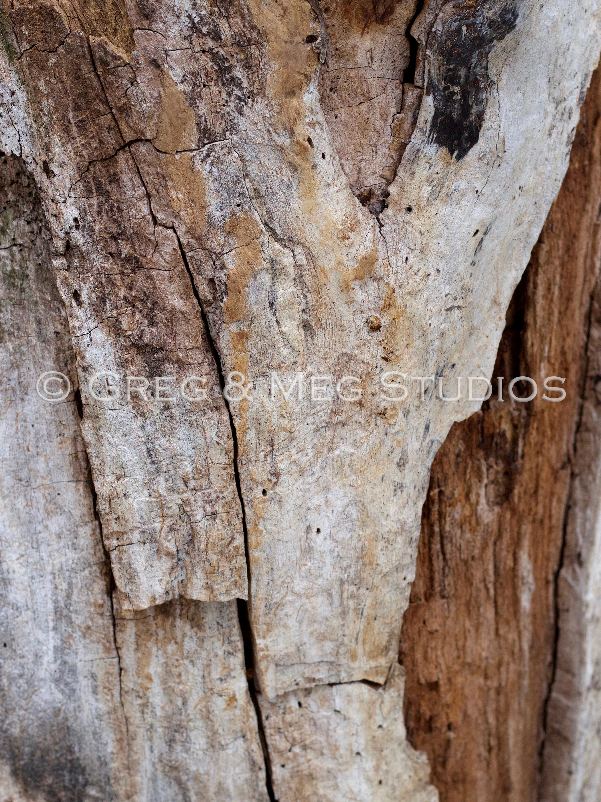 Fissure Small File WM.jpg