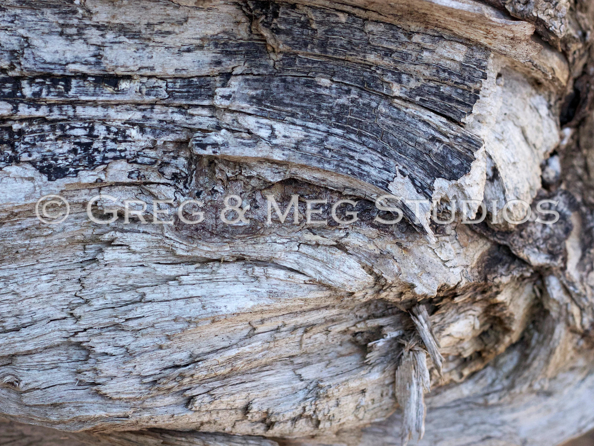 Splinter Small File WM.jpg