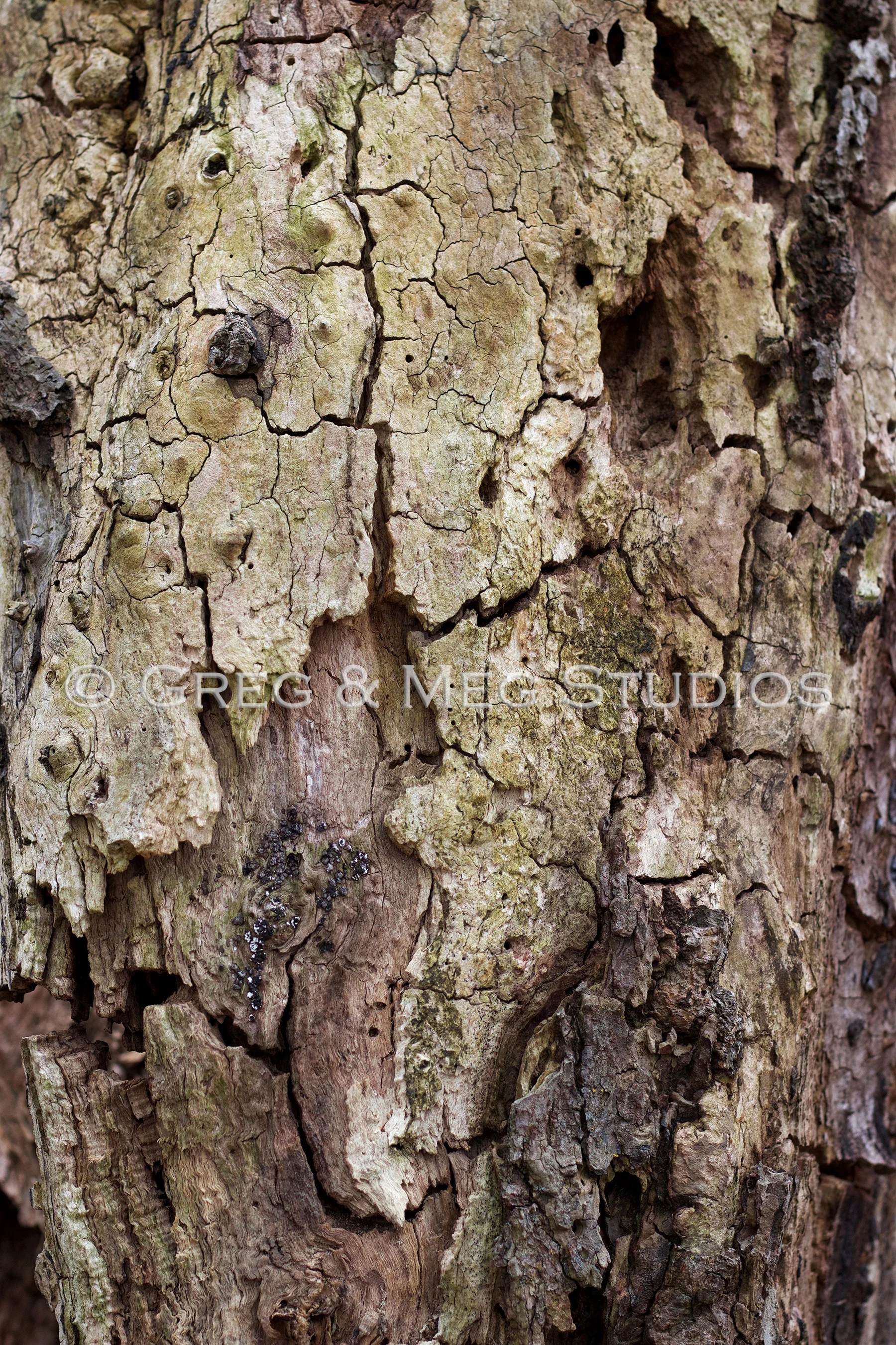 Crackle Small File WM.jpg