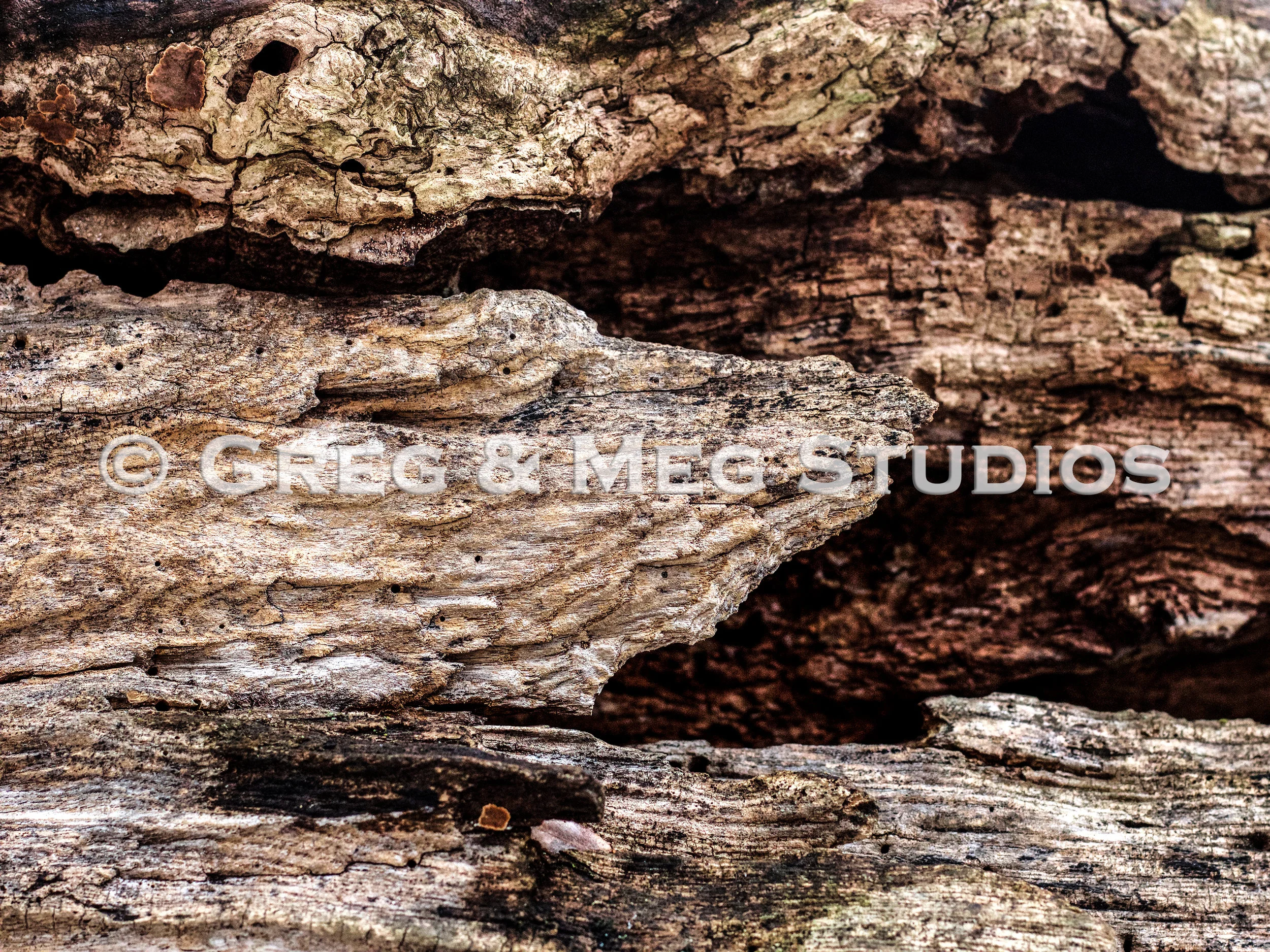 Small File Serpentine WM.jpg