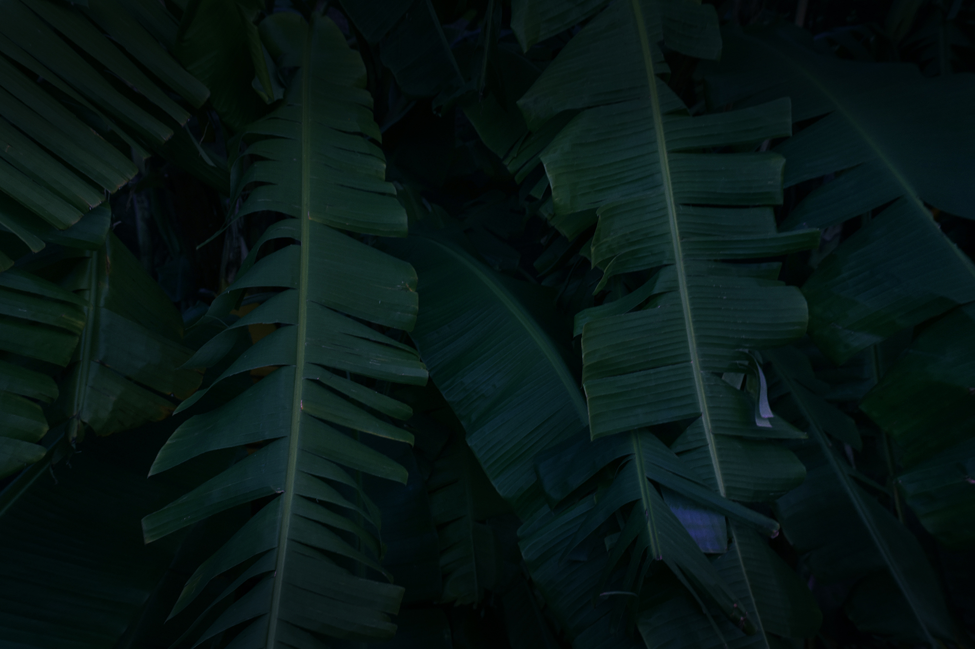 palms contact.jpg