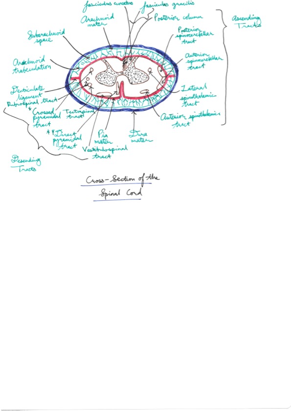 Amir's Anaesthesia Notes 8 27.jpeg