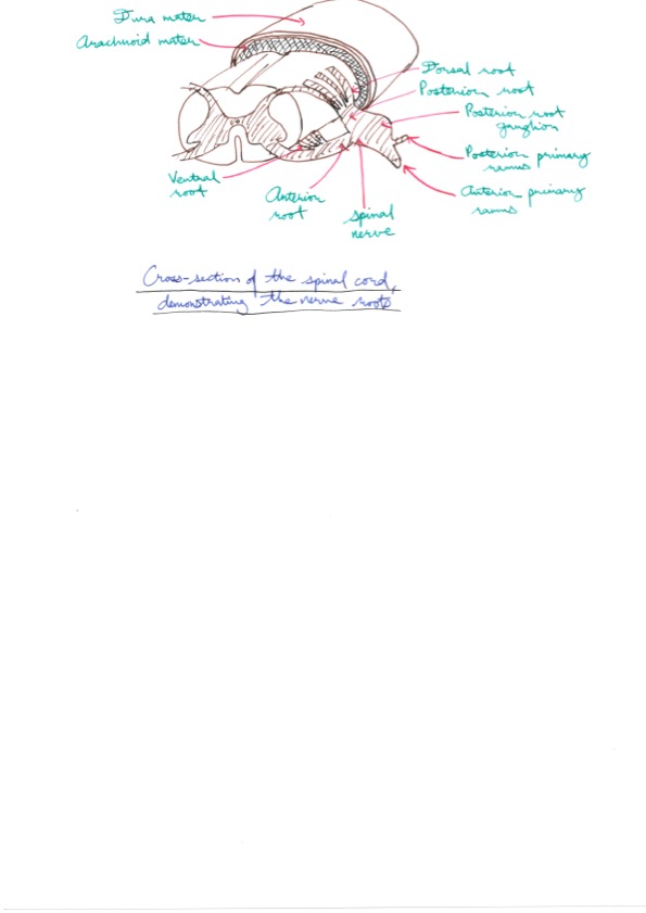 Amir's Anaesthesia Notes 8 28.jpeg