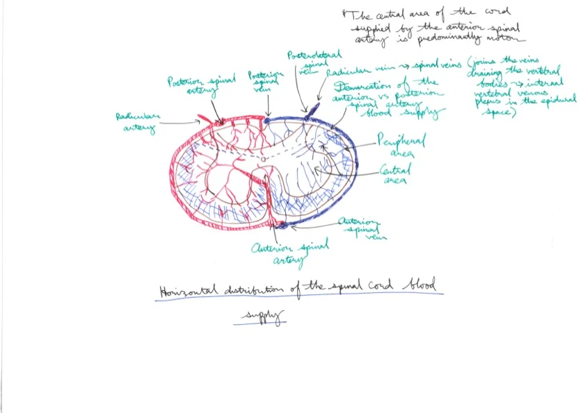Amir's Anaesthesia Notes 8 29.jpeg