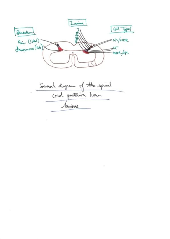 Amir's Anaesthesia Notes 8 31.jpeg