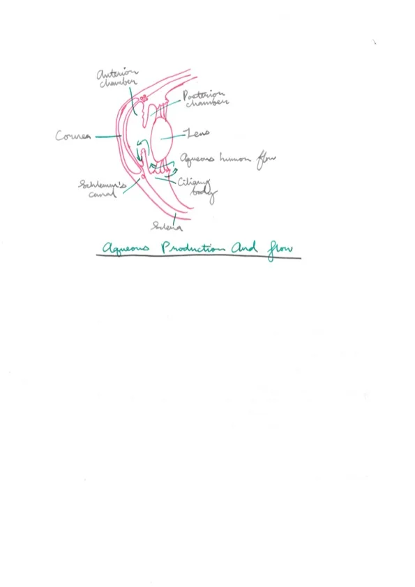 Intraocular Pressure 8.jpeg