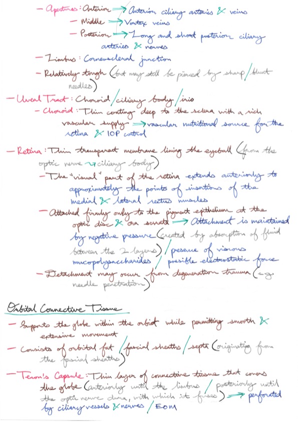 Relevant Anatomy for Ophthalmic Anaesthesia 4.jpeg