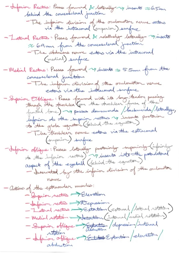 Relevant Anatomy for Ophthalmic Anaesthesia 6.jpeg