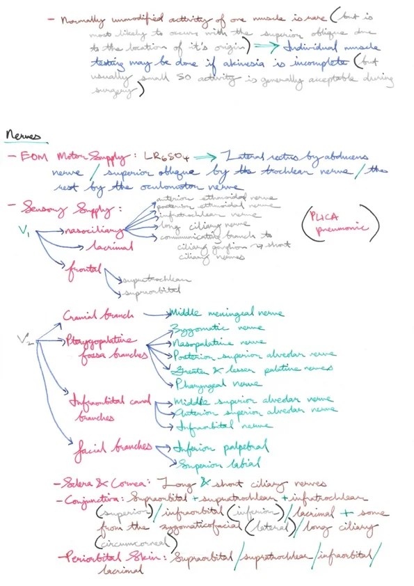 Relevant Anatomy for Ophthalmic Anaesthesia 7.jpeg