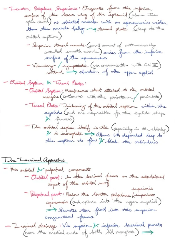 Relevant Anatomy for Ophthalmic Anaesthesia 11.jpeg