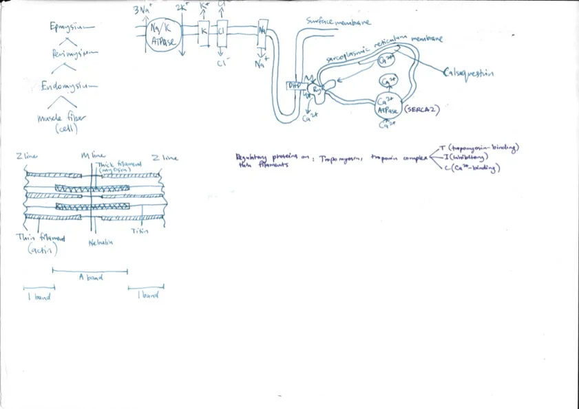 Skeletal Muscle Physiology 2.jpeg
