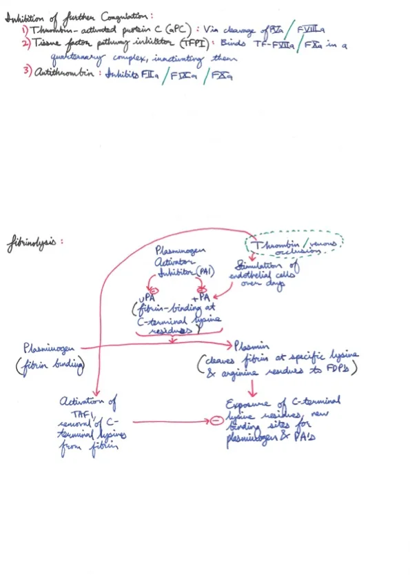 Hemostasis 11.jpeg