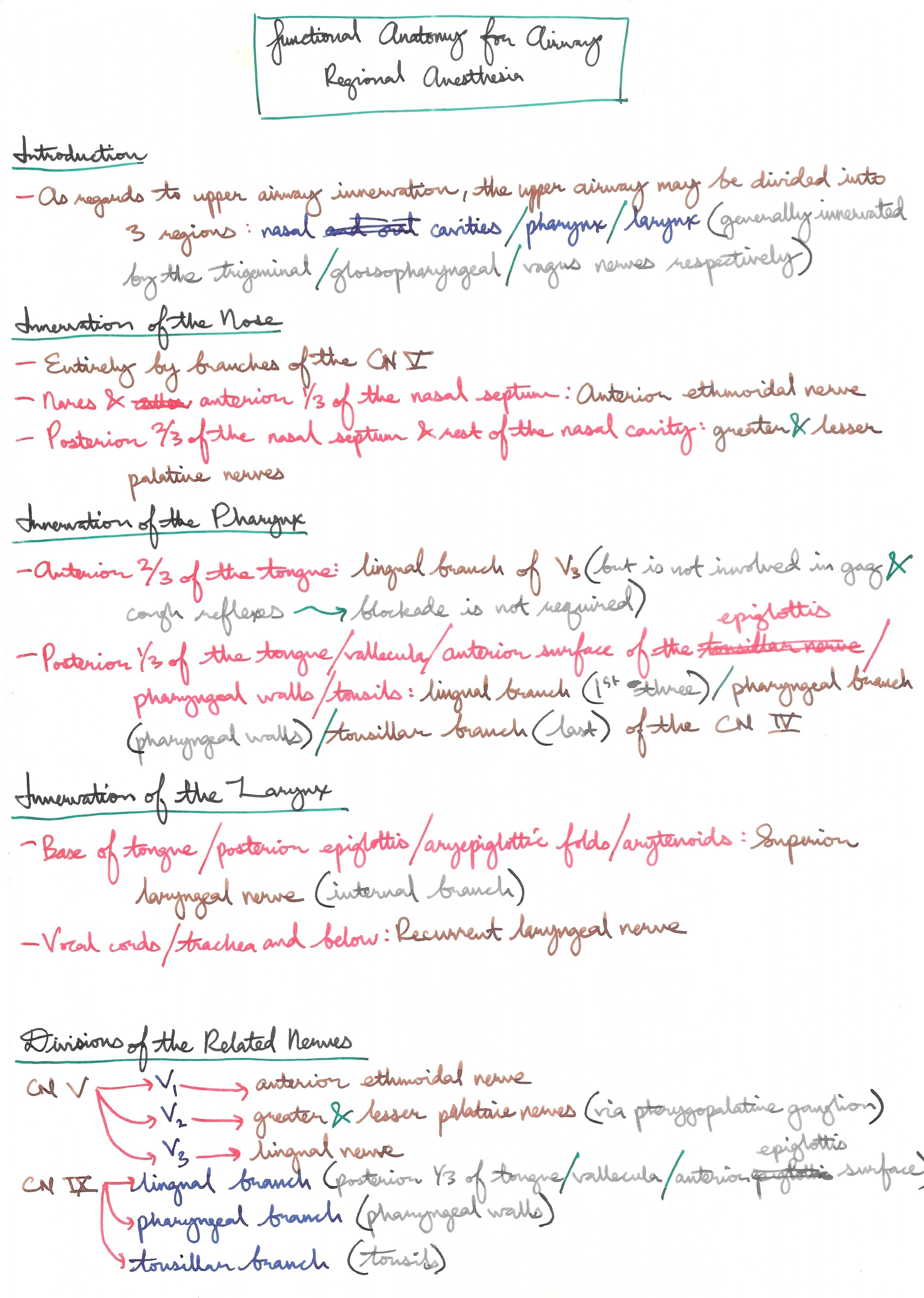 Functional Anatomy for Airway Regional Anesthesia.jpeg