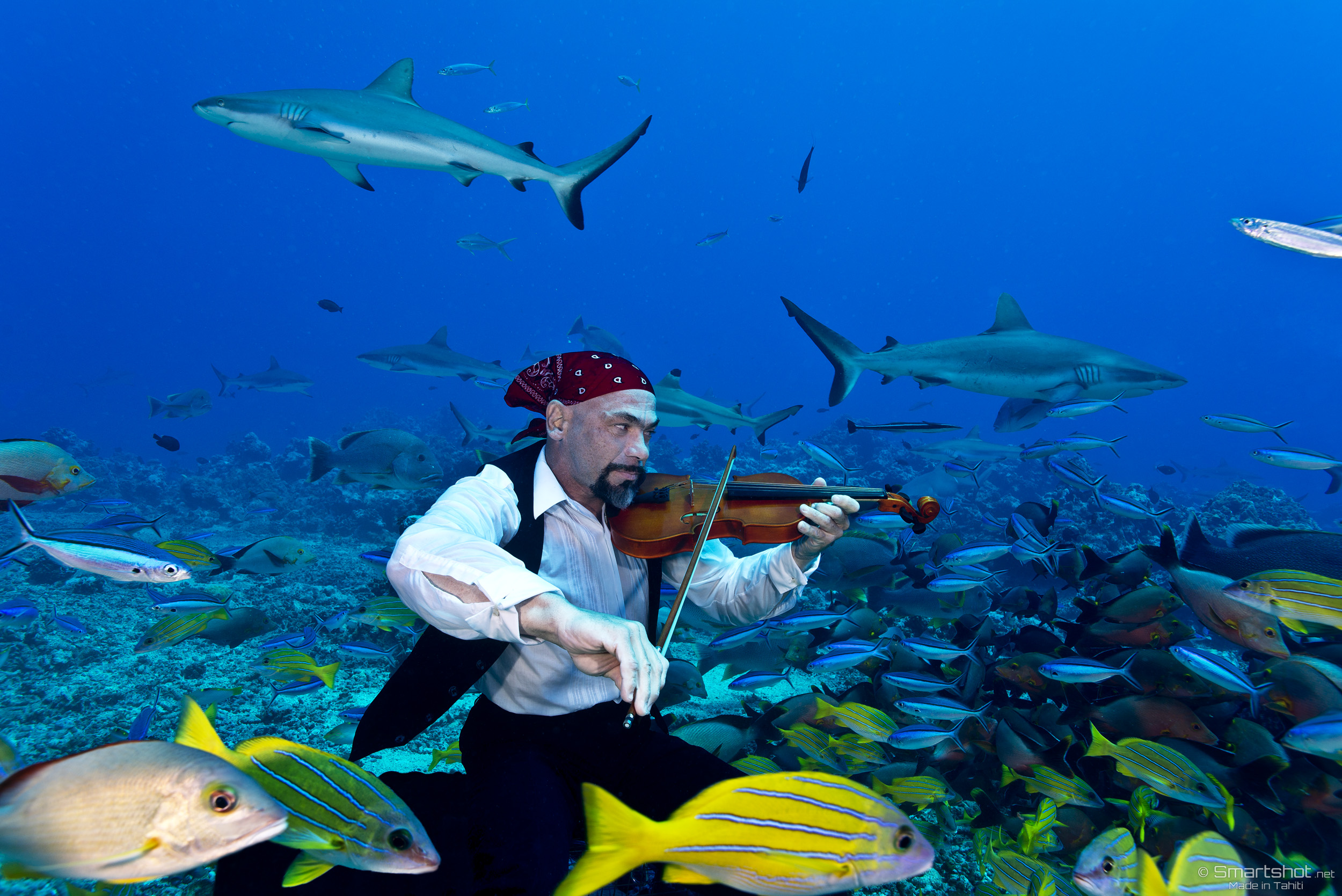 The violonist