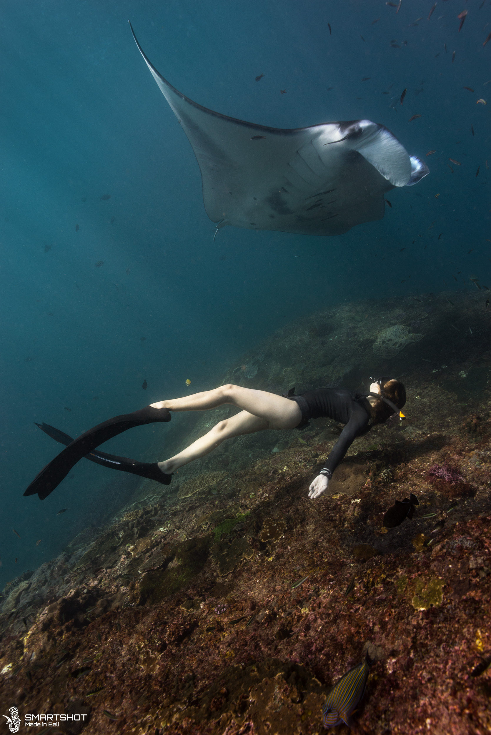 Mata rays in Nusa Penida