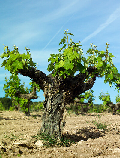 Vinedos-bodegas-olivares-jumilla-replantacion3small.jpg