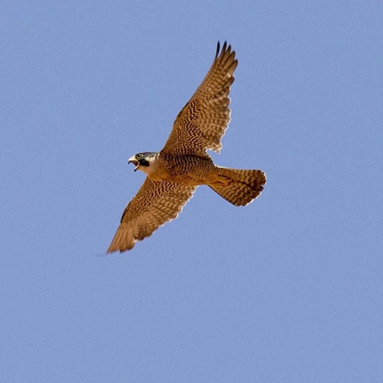 Peregrine falcon, ipswich, waterfront