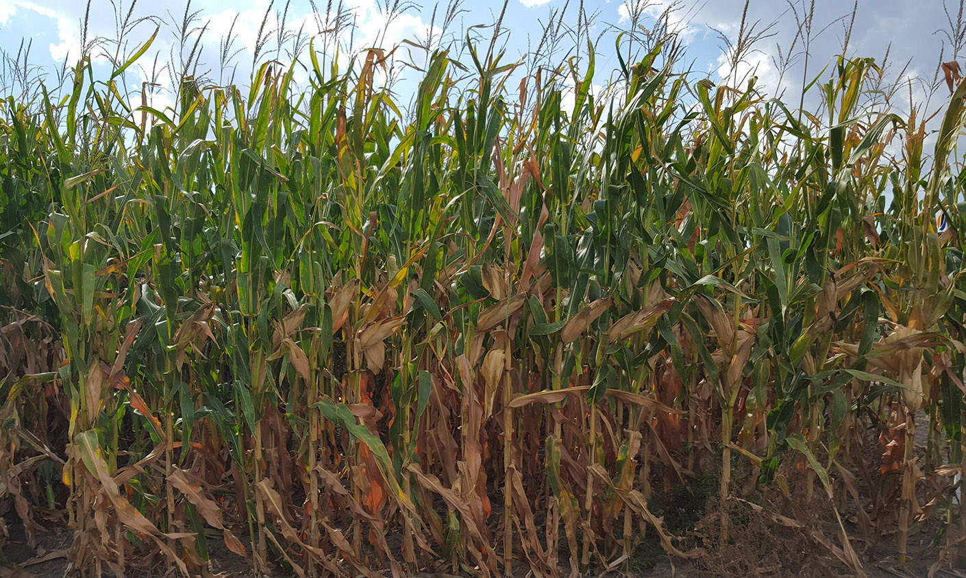 Corn premature plant death.jpg