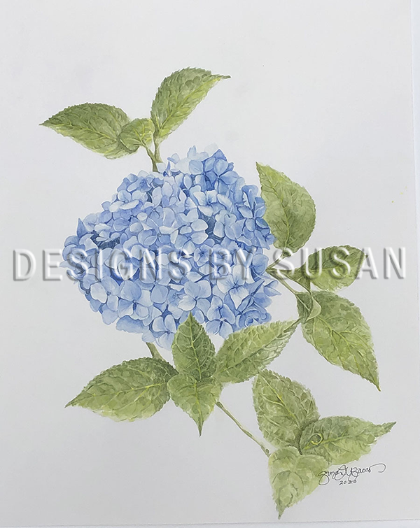 Water Color Blue Hydrangea 11 x 14  WM.png
