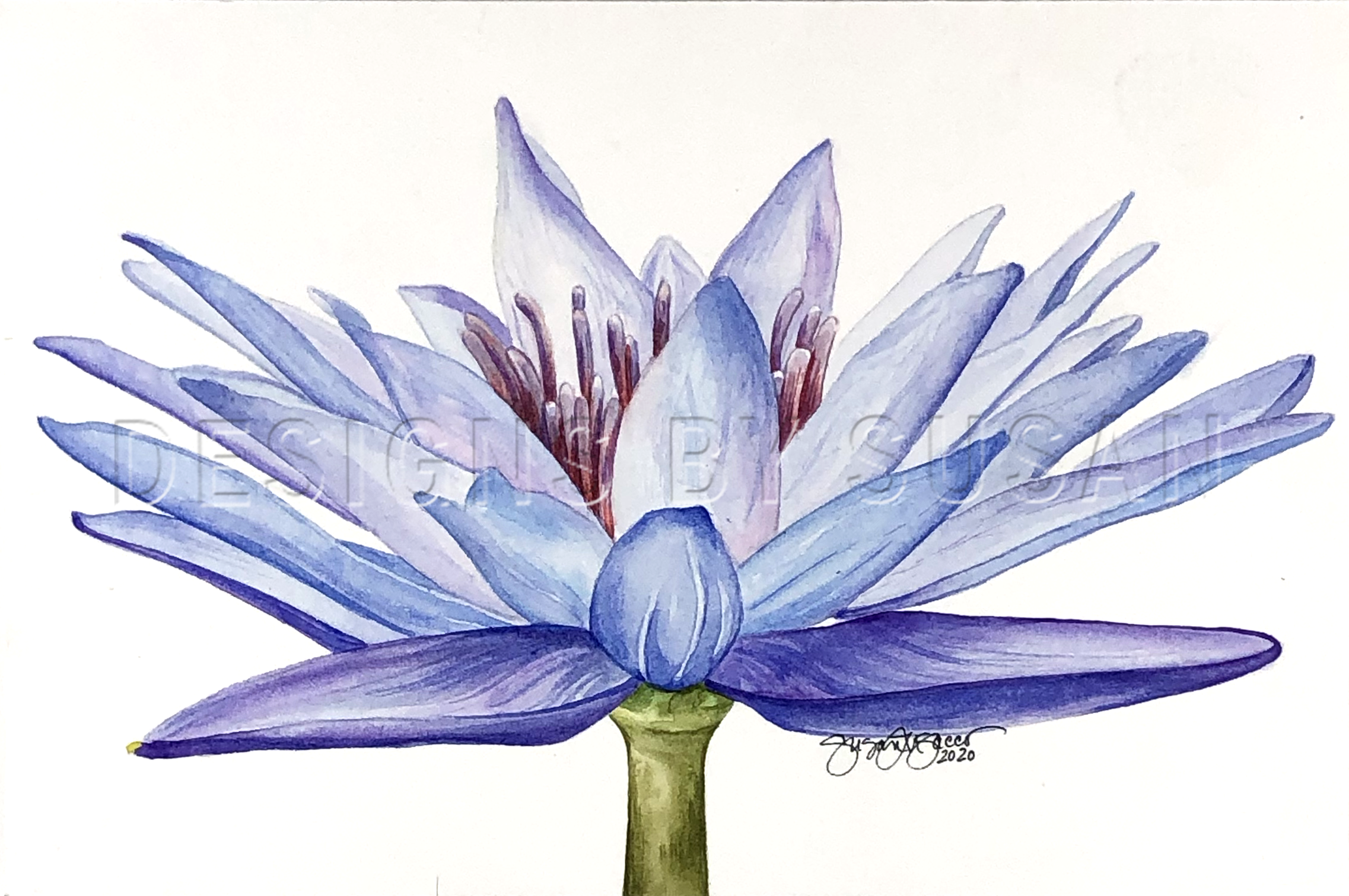Waterlily WM.png